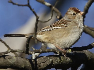 White-crowned Sparrow