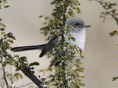 Black-tailed Gnatcatcher