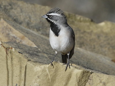 Black-throated Sparrow