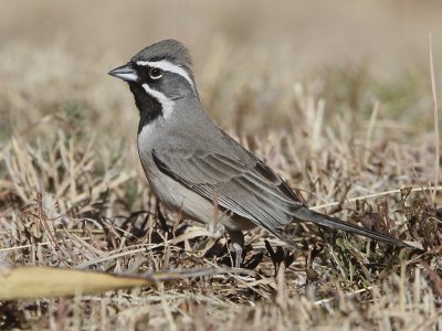 Black-throated Sparrow