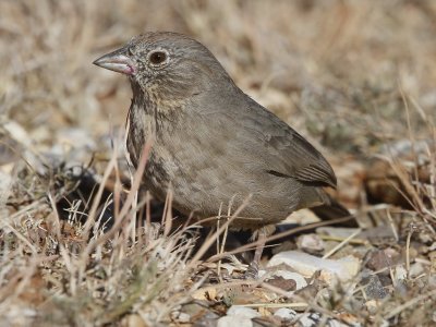 Canyon Towhee