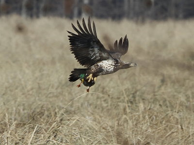 Bald Eagle