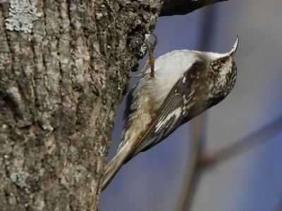 Brown Creeper