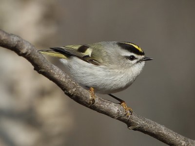 Golden-crowned Kinglet