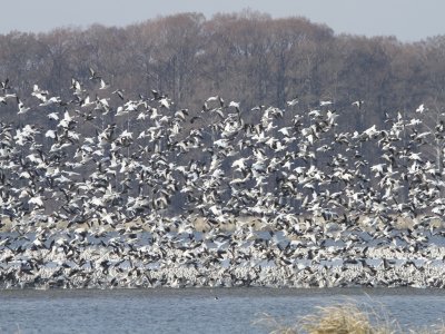 Snow Geese