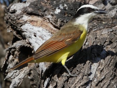 Great Kiskadee