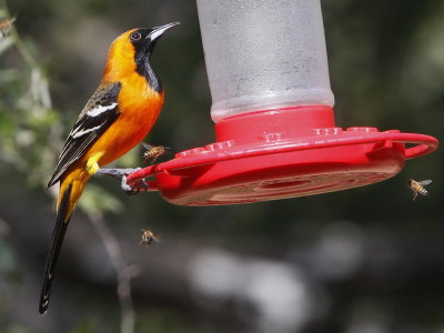 Hooded Oriole