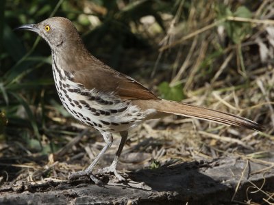 Long-billed Thrasher