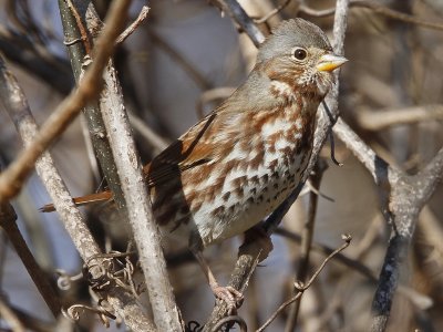 Fox Sparrow