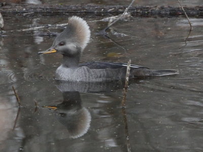 Hooded Merganser