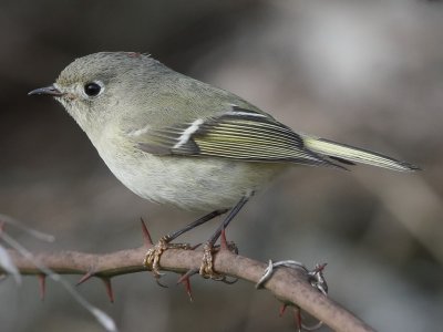 Ruby-crowned Kinglet