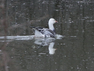 Snow Goose