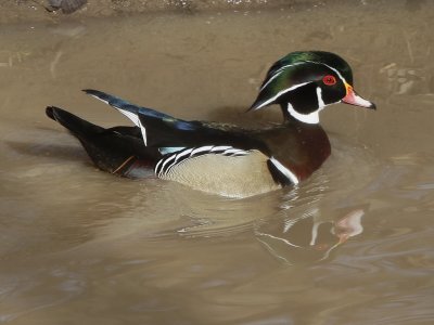 Wood Duck