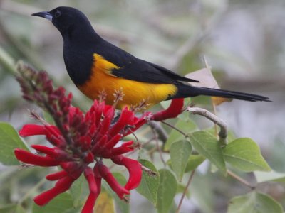 Black-vented Oriole Chase