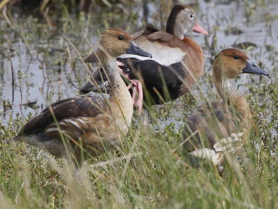 Fulvous Whistling Duck