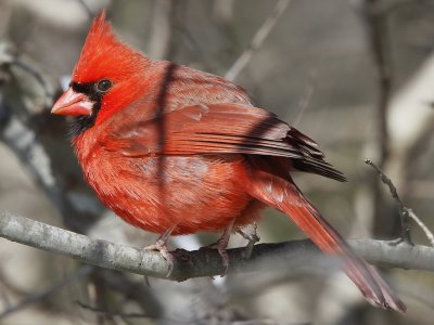 Norhtern Cardinal