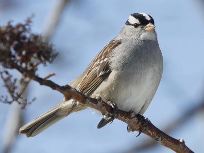 White-crowned Sparrow