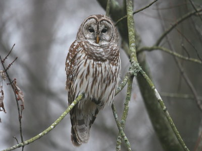 Barred Owl