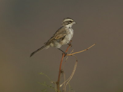 Black-throated Sparrow juvenile