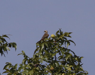 Piratic Flycatcher