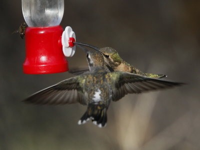 Plain-capped Starthroat W/ Lucifer