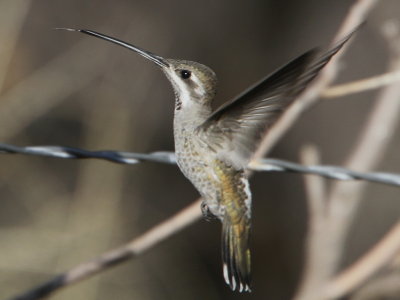 Plain-capped Starthroat