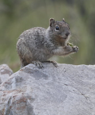 Rock Squirrel