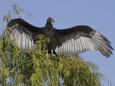 Turkey Vulture