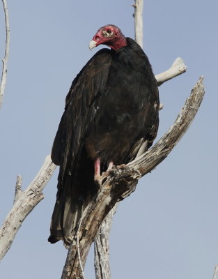 Turkey Vulture