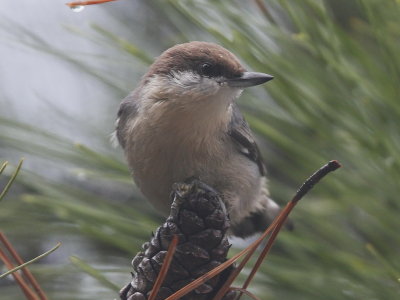 Brown-headed Nuthatch