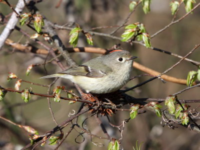 Ruby-crowned Kinglet