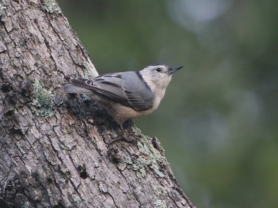 White-breasted Nuthatch