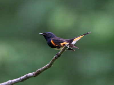 American Redstart