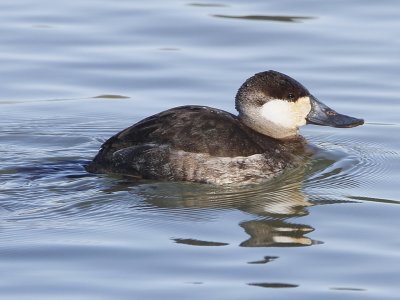Ruddy Duck