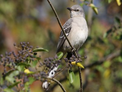 Northern Mockingbird