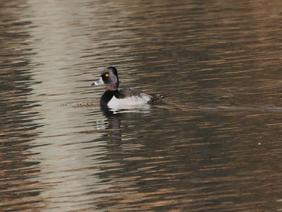 Ring-necked Duck