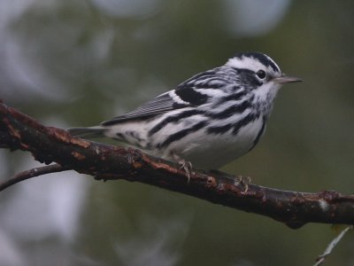 Black-And-White Warbler