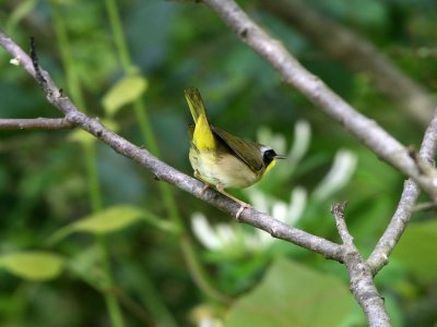 Common Yellowthroat
