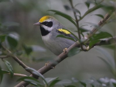 Golden-winged Warbler