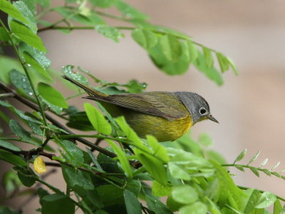 Nashville Warbler