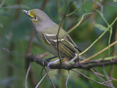 White-eyed Vireo