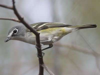 Blue-headed Vireo