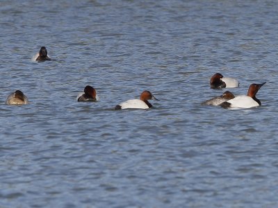 Canvasback