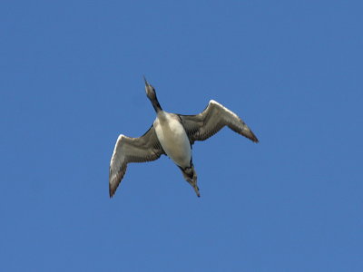 Common Loon