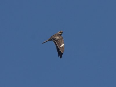 Common Nighthawk