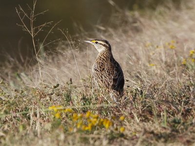 Eastern Meadowlark