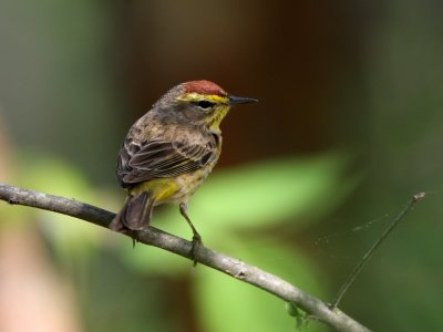 Palm Warbler