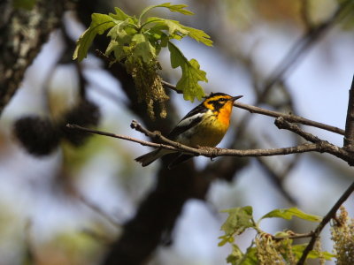 Blackburnian Warbler