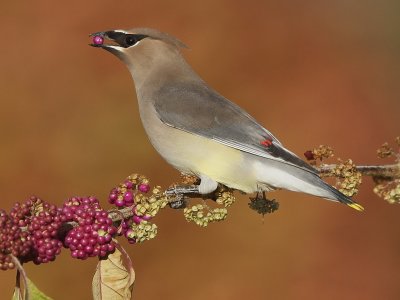 Cedar Waxwing