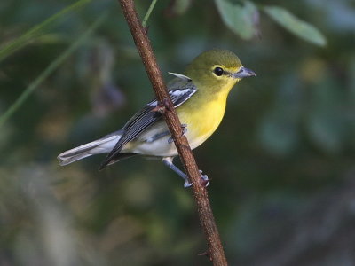 Yellow-throated Vireo